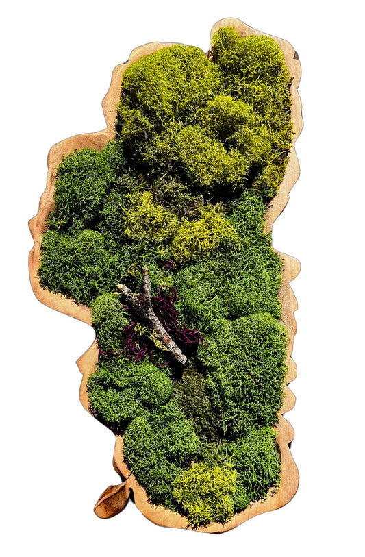 Lake Tahoe Moss Wall Art in Preserved Reindeer Moss - Lake Tahoe Gifts